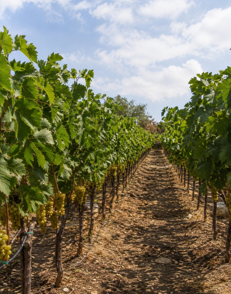 Viñedos de Cascas — Bodega ALC